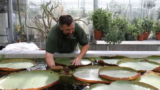 A person in a green shirt works with a tank full of large green water lily pads